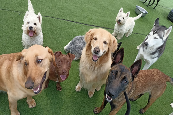 Somos la Escuela Escuela Canina